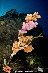 COLORFUL  STICK by Pietro Cremone 